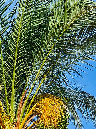 Palm tree on blue sky background. Close up of palm leaves.の写真素材