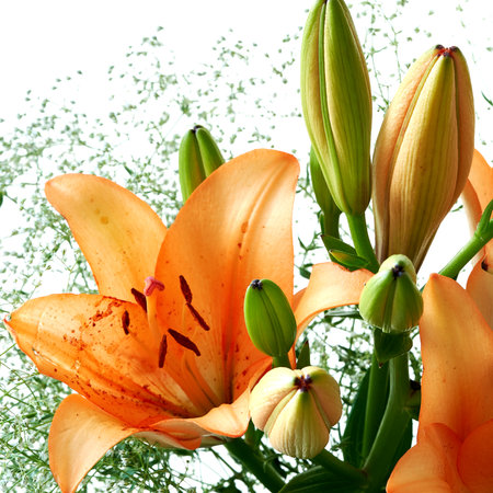 Bouquet of orange lilies on a white background, close-upの写真素材
