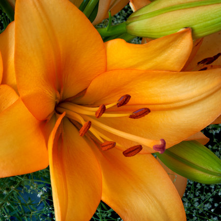 Bouquet of orange lily flowers isolated on white background.の写真素材
