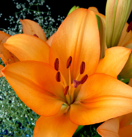 Beautiful orange lily flowers on a black background close-upの写真素材