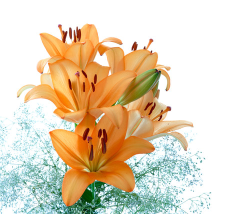 Orange lilies isolated on white background. Floral design element.の写真素材