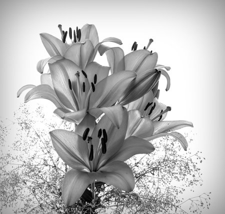 Black and white photo of a lily flower in monochromeの写真素材
