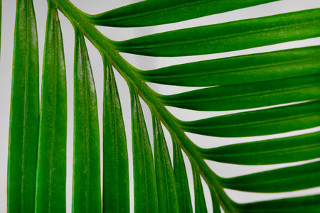 Green palm leaf on a white background close-up. Selective focus.