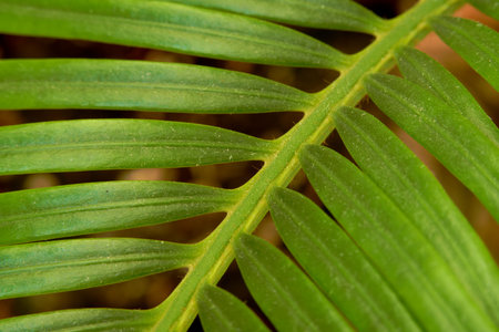 Close up of a green leaf of a palm tree with selective focus