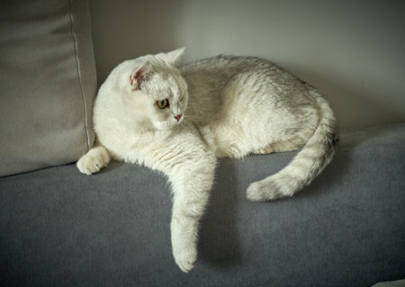 British shorthair cat lying on a sofa in the living room.の写真素材