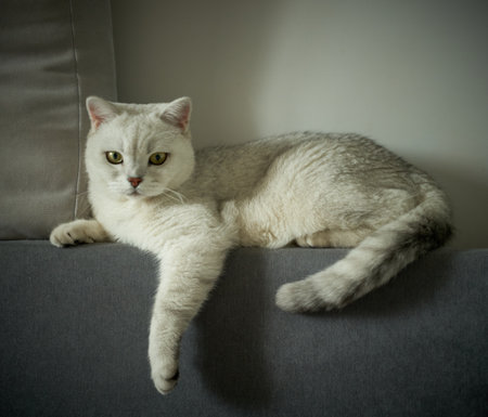British Shorthair cat sitting on a sofa in the living roomの写真素材