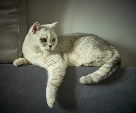 Beautiful British Shorthair cat on sofa. Toned.の写真素材