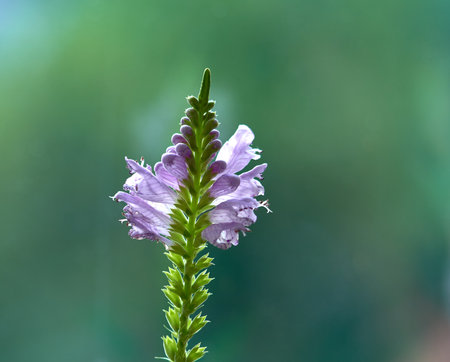 purple flower on green background, macro photo with shallow depth of fieldの写真素材