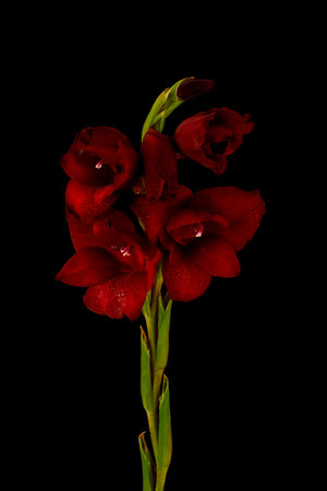 Beautiful gladiolus flower isolated on black background, closeupの写真素材