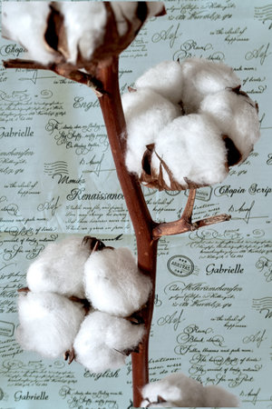 Cotton flowers on the background of the old sheet of music.の写真素材