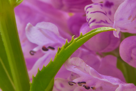 Beautiful purple flowers with green leaves close-up macro photography.