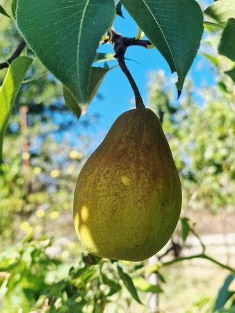Ripe pears growing on a tree in the orchard.の写真素材