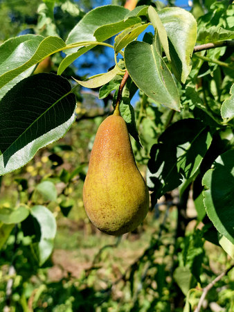 Ripe pears on a tree in the orchard in summer.の写真素材