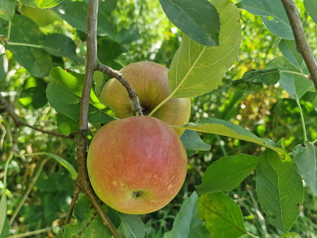Ripe apples on a branch of apple tree in the orchardの写真素材