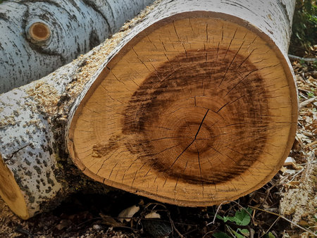 Cut tree trunk in the forest, close-up. Nature background