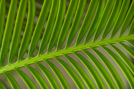 Close up of a green palm leaf in a garden. Macro.