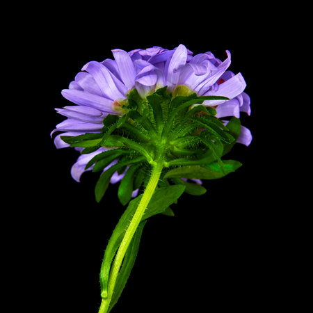 purple aster on a black background close-up. macro. selective focusの写真素材