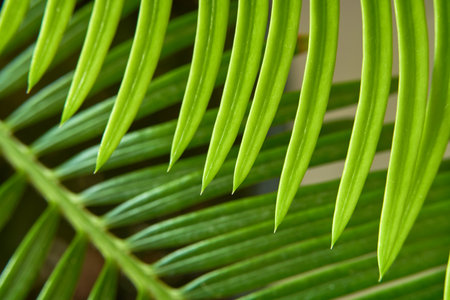 Close-up of a green palm leaf. Natural background and texture.