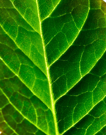 green leaf macro close up texture background. nature and environment concept.