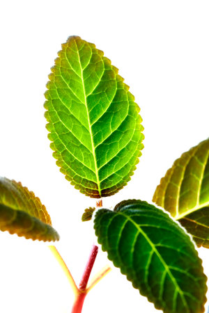 Close up of green leaves isolated on white background. Studio shot.