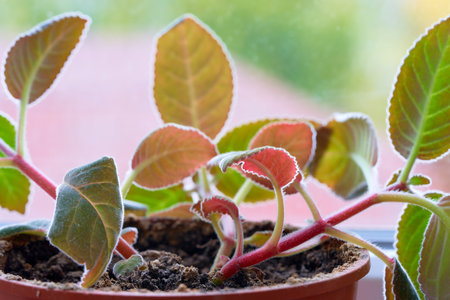 Young plants in a pot on the windowsill. Selective focus.の写真素材