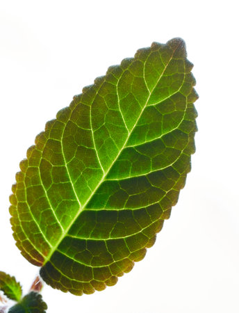 Green leaf isolated on white background. Close up of mint leaf.