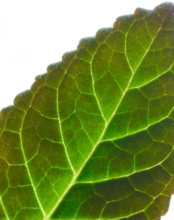 Close up of a green leaf on a white background. Macro.