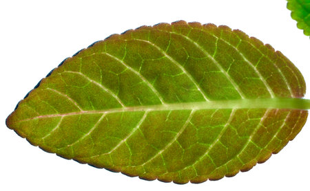 green leaf isolated on white background. close-up macro.