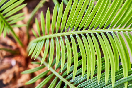 Close up of green palm leaf in the garden. Nature background.