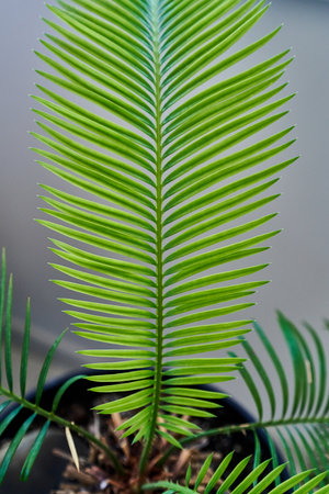 Green leaves of cycad in the garden. Selective focus.