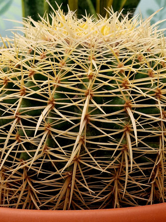 Cactus close up, cactus background, cactus texture.の写真素材