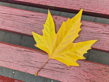 Yellow maple leaf on a wooden bench in the park. Autumn season.の写真素材