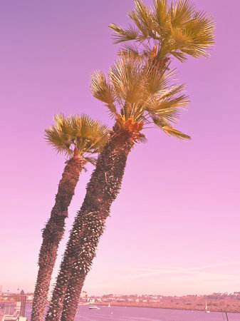 Palm trees in Los Angeles, California. Filtered image processed vintage effect.