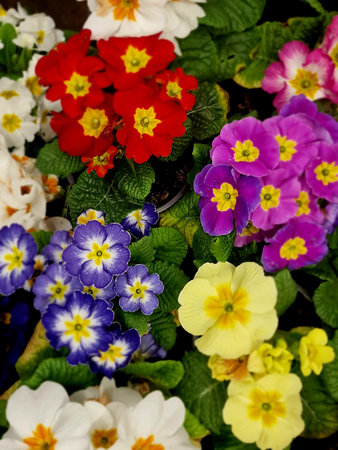 Colorful primroses in a flower pot, close-up