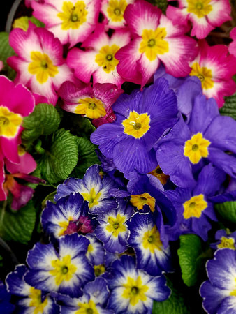 Colorful spring primroses and pansies in a flowerpot