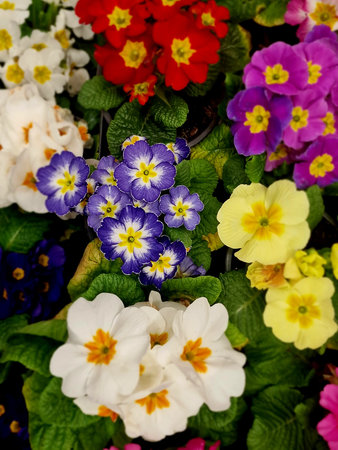 Colorful primroses in a flower shop, close-up
