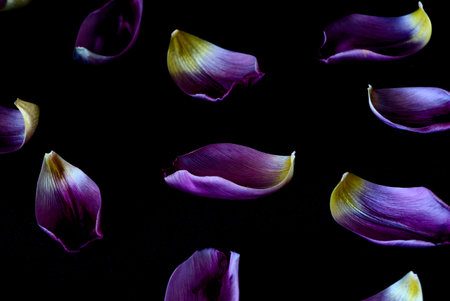 Beautiful petals of purple tulips on a black background.