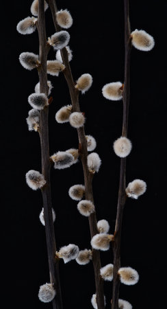 Willow branch on a black background close-up. Studio photography.