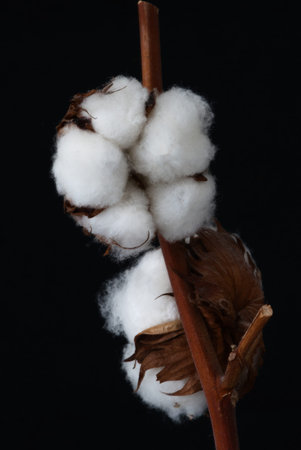 Cotton flower on a black background, close-up, macro