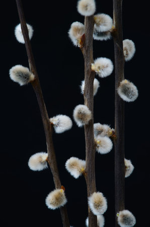 Pussy willow branches on a black background, close-up