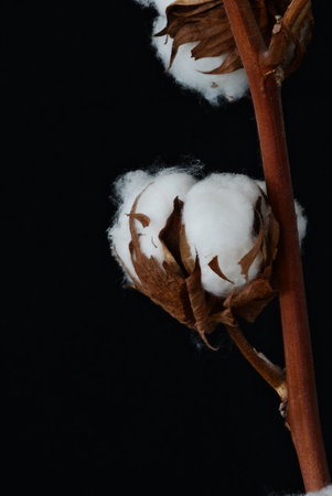Cotton plant on a black background. Close-up, selective focus.の写真素材