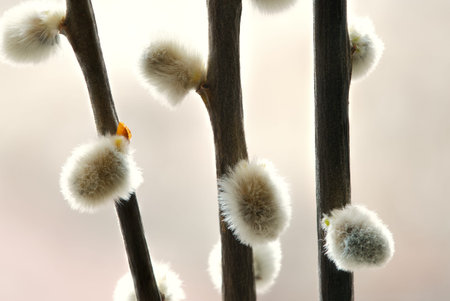 Pussy willow branch with catkins in spring, closeup