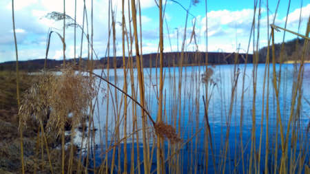 dry ears on the shore of a large lake