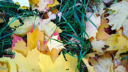 autumn maple leaves lie on the grass
