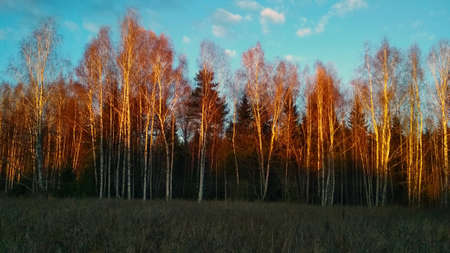 field and forest at sunset