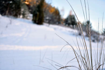 frozen grass in the winter forestの写真素材