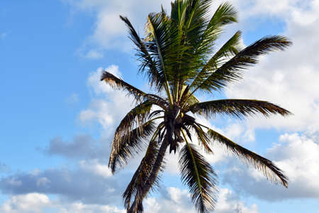 green palm against the blue sky