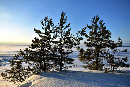 trees in the snow in the winter forestの写真素材