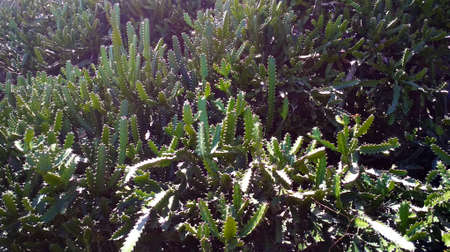 huge thickets of cacti