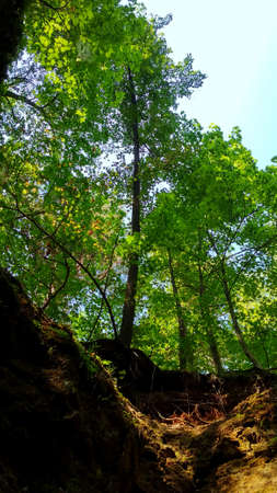 high green trees in the woods